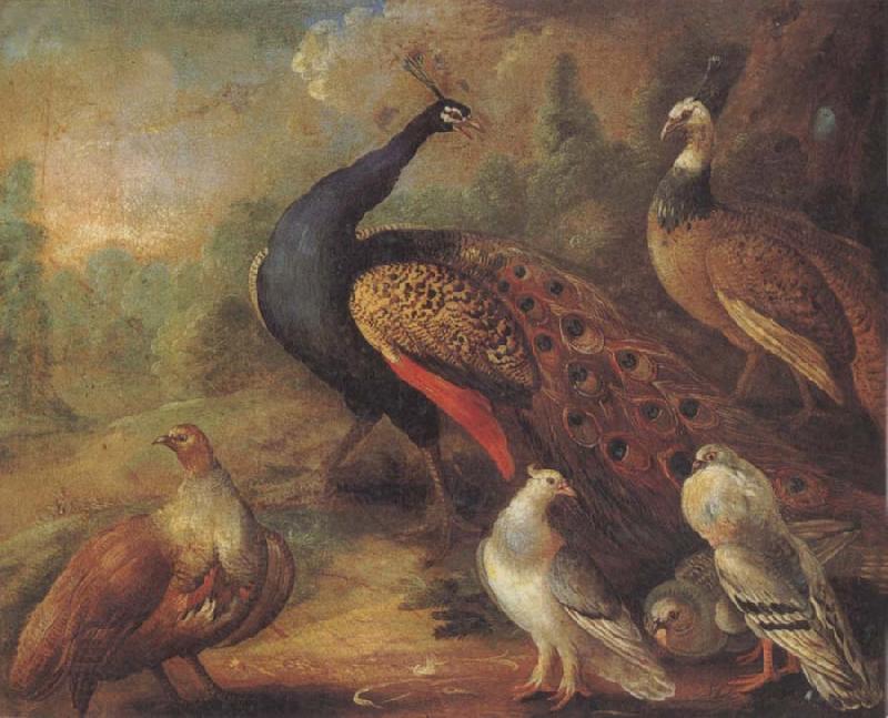 Marmaduke Cradock Peacock and Partridge China oil painting art